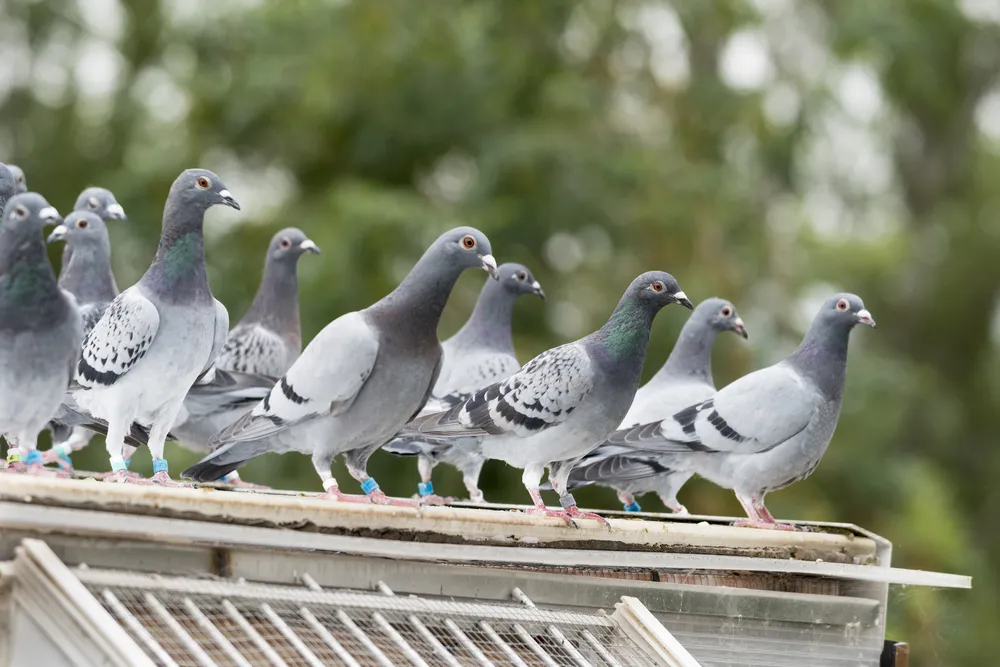 Bird proofing & Nest Removal Sydney