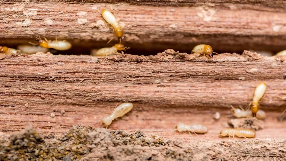 Termite Inspection Sydney